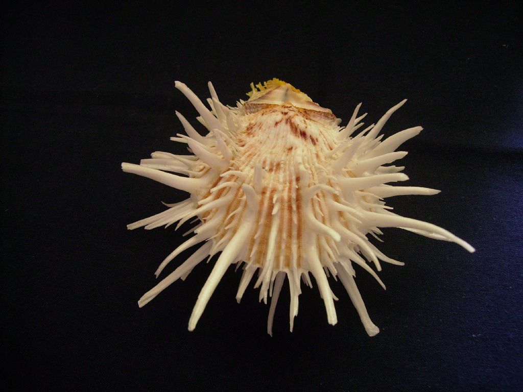 un caso di sinonimia